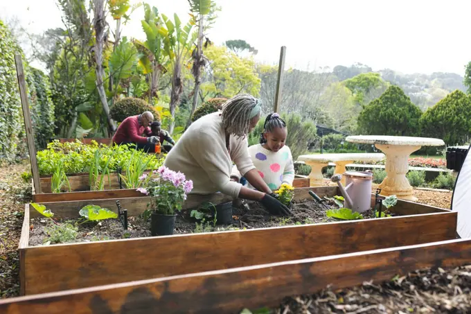 Happy african american grandmother and granddaughter planting plants in sunny garden. Family, togetherness, nature, gardening and lifestyle, unaltered.