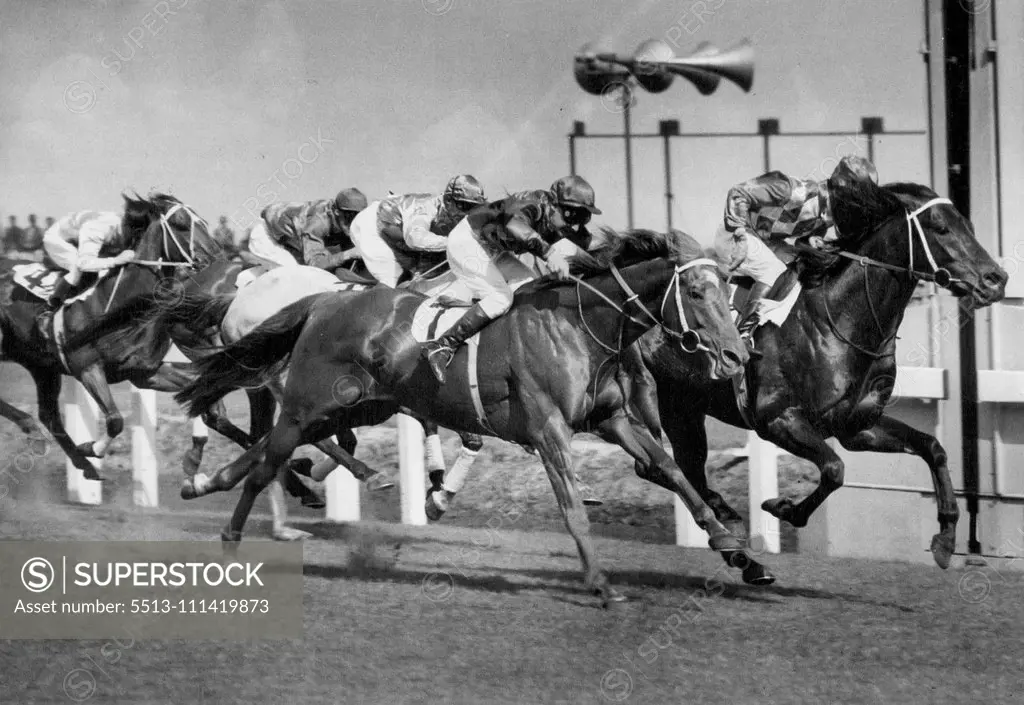 "Wodalla" Racehorses. October 13, 1954.