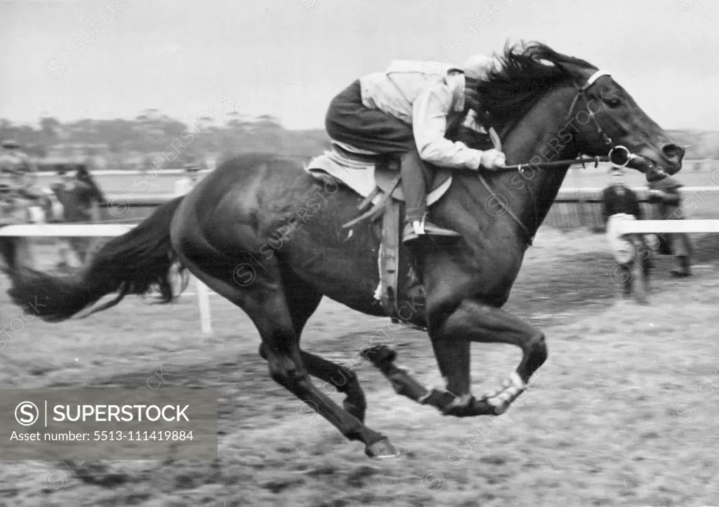Wodalla, test - galloping at Flemington early today, convinced his owner he could not start in the Melbourne Cup next Tuesday. But Jackie Purtell, who is riding Wodalla in the picture, will ride Rising Fast, the favorite, in the Cup and in Saturday's L.K S Mackinnon Stakes. October 28, 1954.