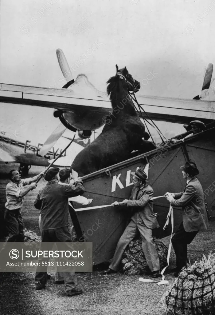 Sunruler plays up as attendants try to get him aboard an aircraft in Paris. He was one of 18 of the Aga Khans racehorses, drawn from England, Ireland and France, flown to America for sale. The sale is expected to realise about 1-million dollars. August 14, 1954. (Photo by Sport & General Press Agency, Limited).