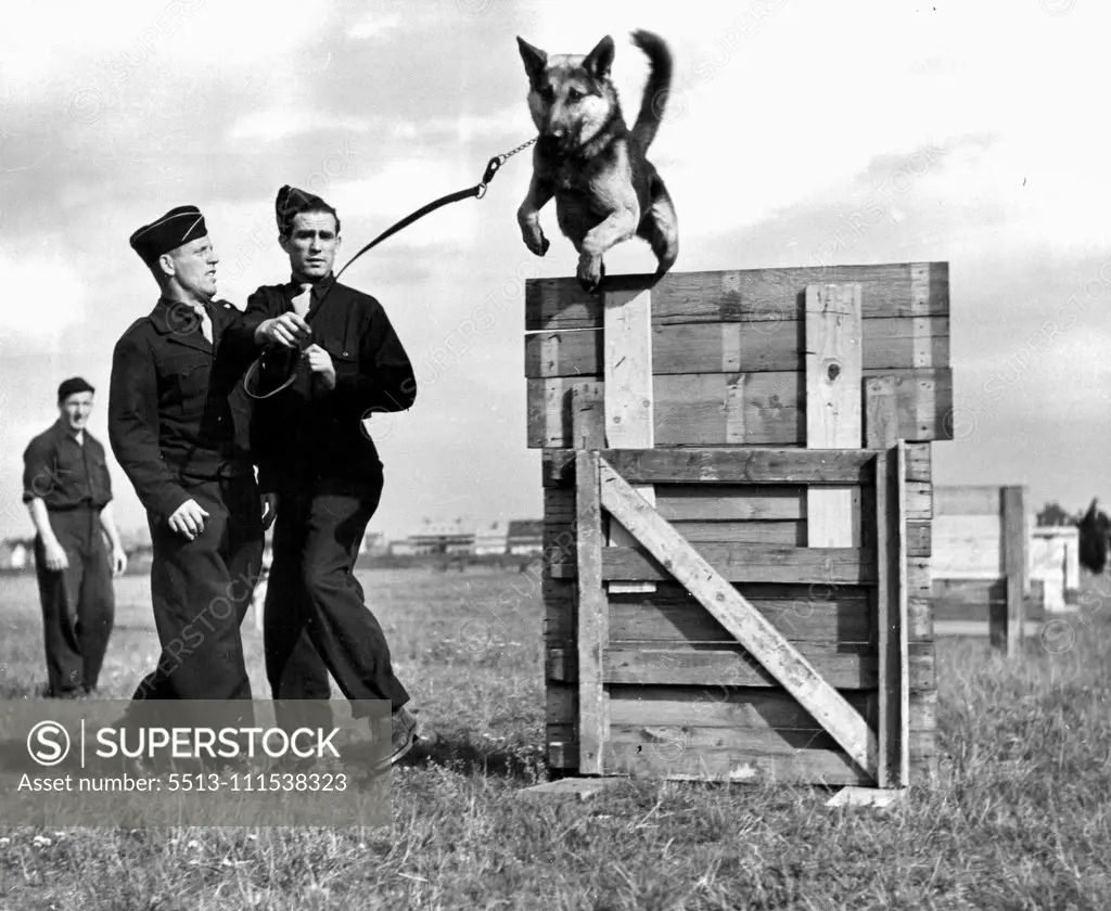 German G.I.'s (Third of Six) - Dogs, trained and handled by the German workers, are used in labor service unit operations. This husky specimen navigates a series of hurdles during training at a Frankfurt Kennel. November 3, 1950. (Photo by ACME).