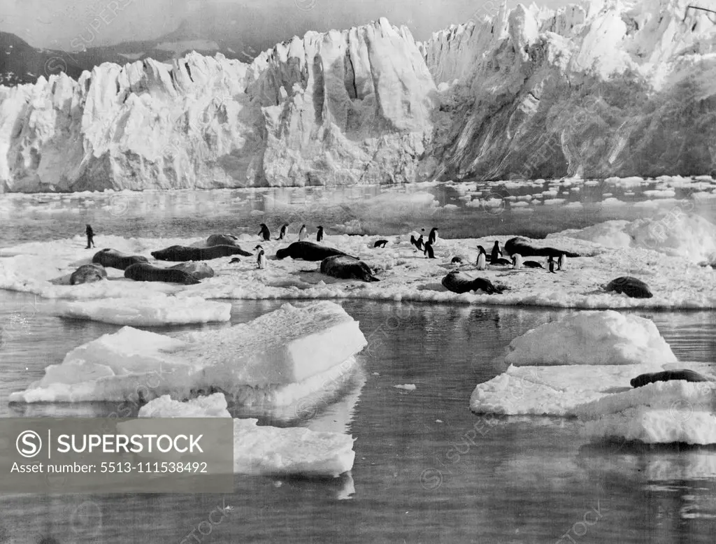 An Antarctic Ferry: Seals and penguins on ***** drifting past the seaface of an intensely ***** glacier, Enderby Land, Antarctica. May 23, 1930. (Photo by Captain Frank Hurley, The Herald Feature Service).