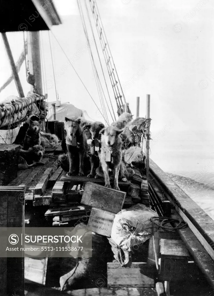 Ellemere Land Expedition: Some of the Expedition dogs on board the "Signalhorn", approaching Thule, N.W. Greenland. November 26, 1934.