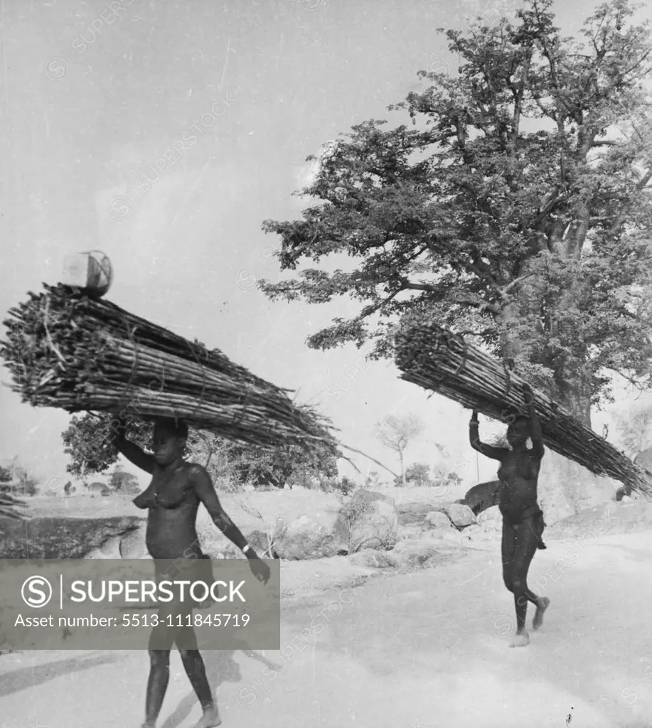 Pagans Of The Northern Territories, Gold Coast: The Furafuras At Work -- Furafura women carry firewood home from the market at Bolgatanga, It is a scarce commodity in this burnt-up plain, and comparatively expensive. Almost invariably it is the women who do the carrying of heavy loads. December 04, 1947. (Photo by Pictorial Press).;Pagans Of The Northern Territories, Gold Coast: The Furafuras At Work -- Furafura women carry firewood home from the market at Bolgatanga, It is a scarce commodity in