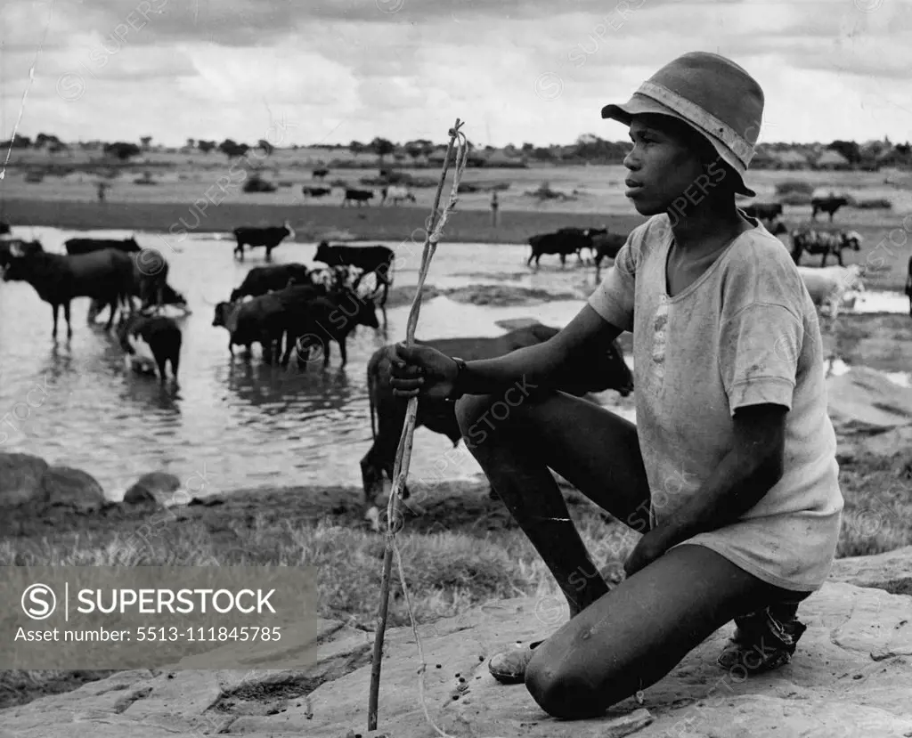A slave boy of the Masarwa tribe - subjugated by the Bamangwatos - watches cattle drink. He has no name. He gets no pay. He is merely fed. He works hard, but he knows no other life. July 05, 1950. (Photo by Bert Hardy, Picture Post).;A slave boy of the Masarwa tribe - subjugated by the Bamangwatos - watches cattle drink. He has no name. He gets no pay. He is merely fed. He works hard, but he knows no other life.