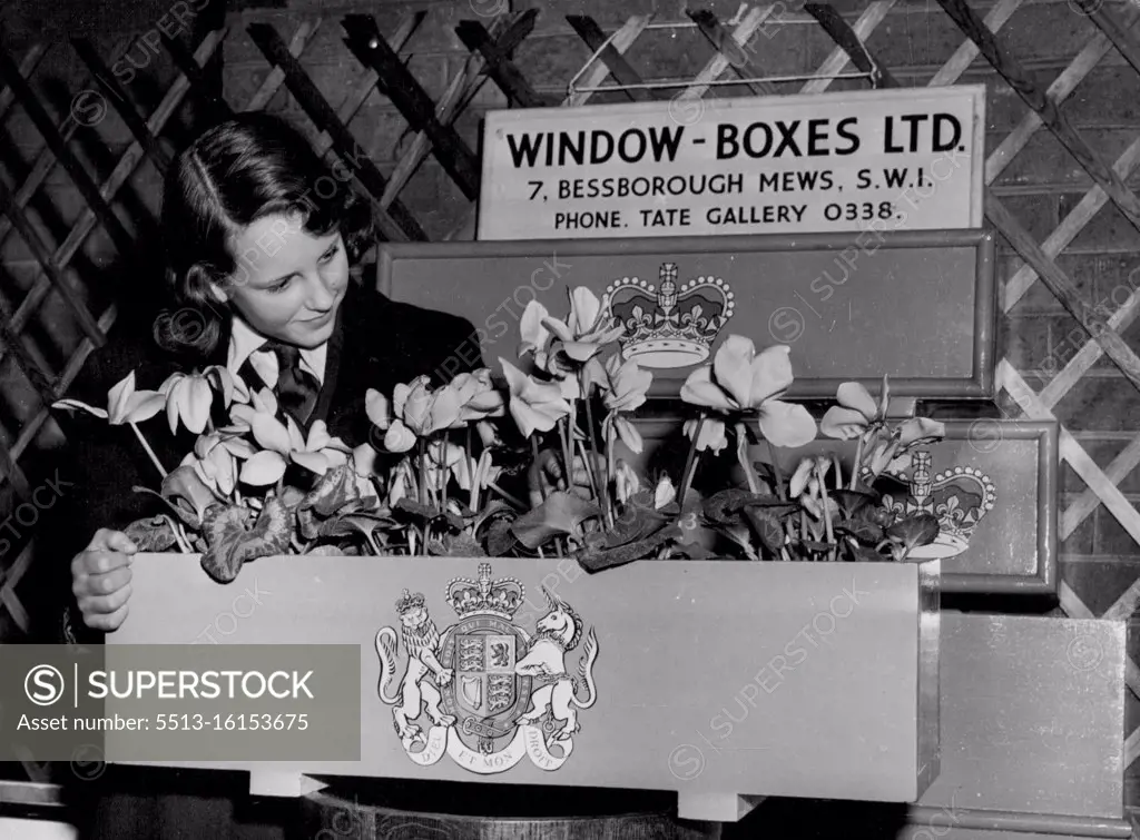 Coronation Window Boxes At the first of the fortnightly Royal Horticultural Society shows held yesterday. These Coronation Window boxes and flower pots were displayed. January 21, 1953. (Photo by Daily Mail Contract Picture).