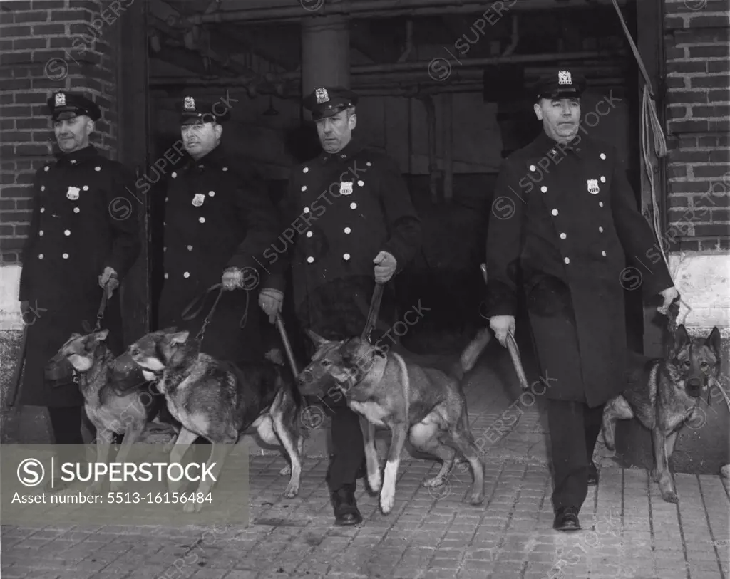 Dogs (Police) - Overseas - English Police Dogs - Police (See: Separate File For: Australian Police Dogs). August 22, 1947. (Photo by Wide World Photo).