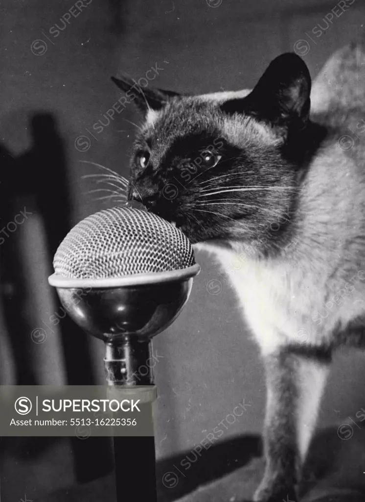 Tai-Lu facing the microphone to make recordings for a new series of sound radio and TV programmes based on the book "Princess Tai-Lu," by her owner, Billy Thatcher, and Shelagh Fraser. Billy will make the noises of the other animals who are characters in the series. January 19, 1953. (Photo by Daily Mirror)