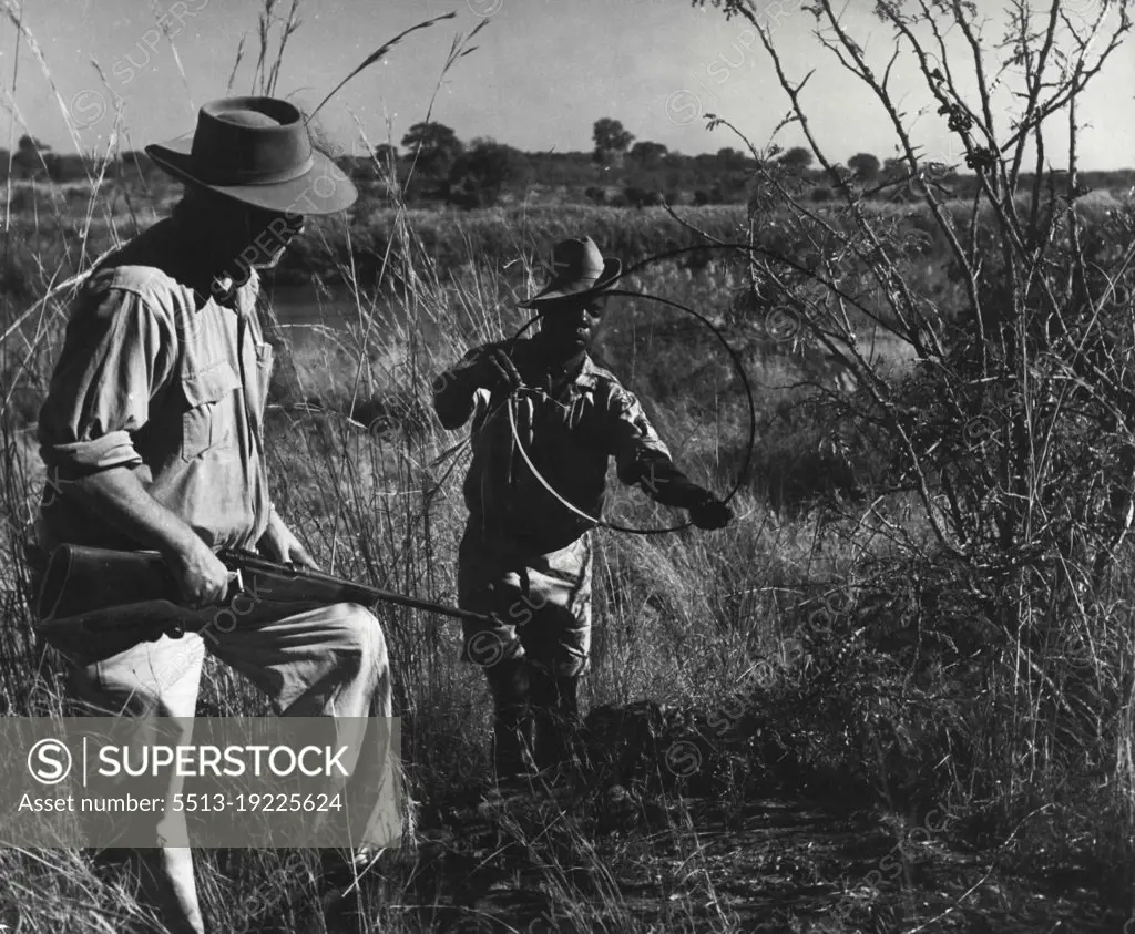 Kruger Nat. Park - Renger MacDonald and Curry-and-Rice on the actual frontier by the Crocodile River, find a wire snare set by poachers for buck. These snares are on the same principle as rabbit snares, only on a larger scale. November 25, 1948. (Photo by George Rodger, Magnum).
