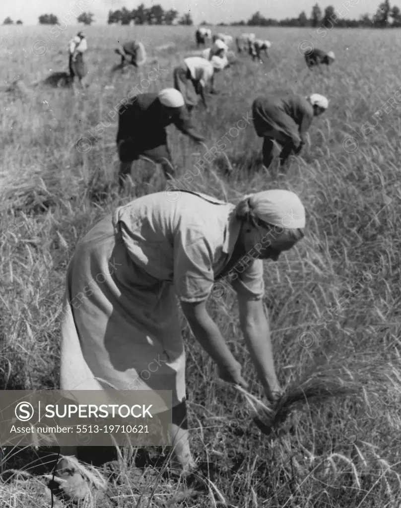 Working on a collective farm in the name of Frunz, Russian woman bend their backs to task of cutting grain. Wielding small sickles, the women bind & shock the grain by hand. October 16, 1946. (Photo by United Press International Photo).