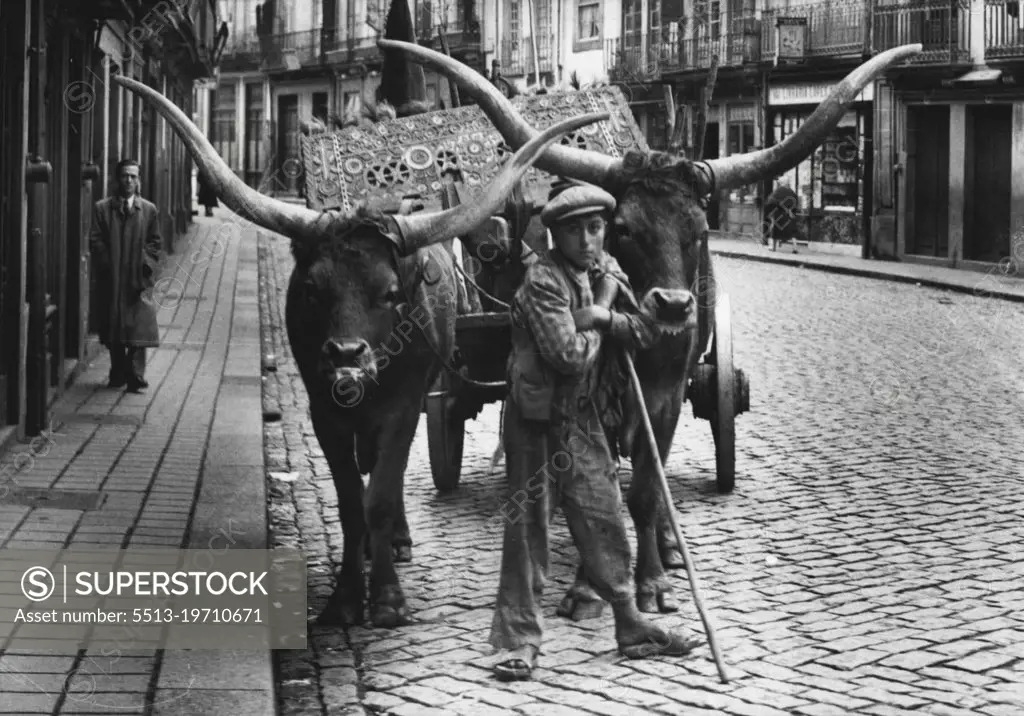 Portugal -- A pair of exceedingly handsome horns and also in this particular case, a very handsome carved yoke. The owners are very proud of their yokes. This picture was taken in Oporto.A great deal of the country haulage is done by bullocks. These rather slow but patient animals trudge along the highway yoked together in Pairs, drawing considerable loads. They all look in a very good condition and many of them have very fine horns. February 09, 1948. (Photo by Sport & General Press Agency, Limited).