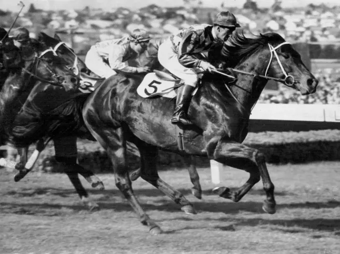 "Wodalla" Racehorses. October 27, 1953.
