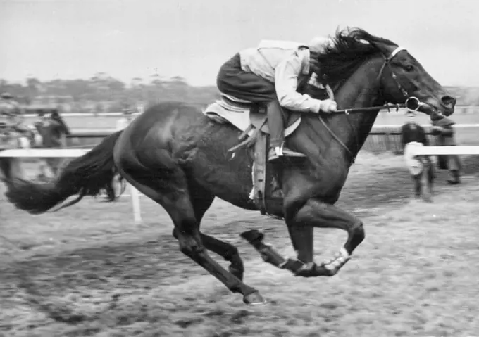 Wodalla, test - galloping at Flemington early today, convinced his owner he could not start in the Melbourne Cup next Tuesday. But Jackie Purtell, who is riding Wodalla in the picture, will ride Rising Fast, the favorite, in the Cup and in Saturday's L.K S Mackinnon Stakes. October 28, 1954.