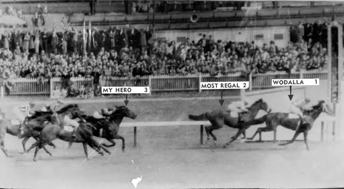 Melbourne Cup Finish. This is how Wodalla won the big race at Flemington ***** afternoon from Most Regal and My ***** Wodalla had recently won the ***** Valley Gold Cup and ran second ***** the Caulfield Cup. Picturegram. November 3, 1953.