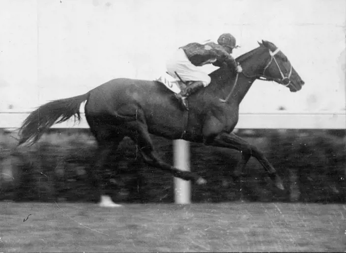 White Nose, one of the only two Cup runners that the critics give a ***** creating an upset in prospects. November 12, 1931.
