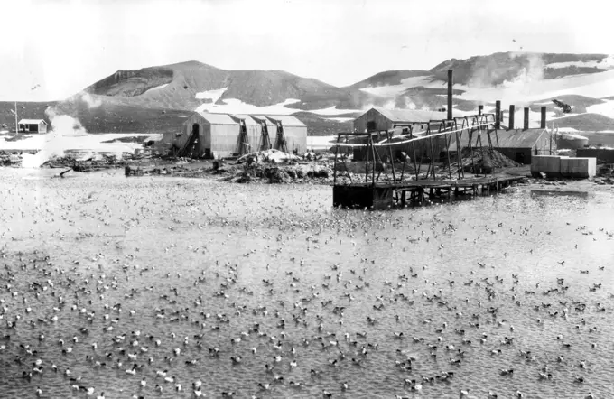 First Photos Walkins-Hearst Antarctic Expedition: A view of the surface of the water in deception island harbor literally covered with birds. March 14, 1929. (Photo by Universal Service).