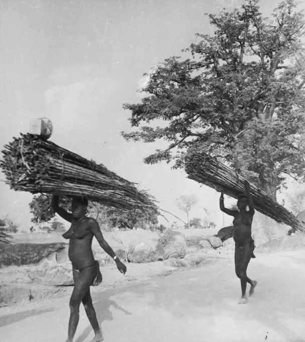 Pagans Of The Northern Territories, Gold Coast: The Furafuras At Work -- Furafura women carry firewood home from the market at Bolgatanga, It is a scarce commodity in this burnt-up plain, and comparatively expensive. Almost invariably it is the women who do the carrying of heavy loads. December 04, 1947. (Photo by Pictorial Press).;Pagans Of The Northern Territories, Gold Coast: The Furafuras At Work -- Furafura women carry firewood home from the market at Bolgatanga, It is a scarce commodity in