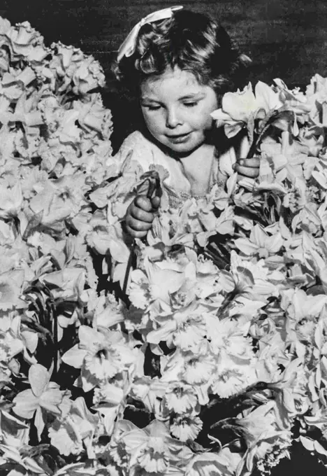 Spring Goes Indoors. A Host of golden daffodils frame four-year-old Shirley Chandler from The Basin at today's daffodil show arranged by the Royal Agricultural Society in the Town Hall. Shirley's mother is one of the exhibitors. September 08, 1949.