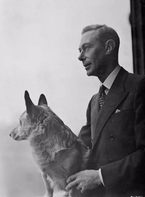 His Majesty King George VI Royal Silver Wedding Photograph -- His Majesty the King looking out over the lawns, from a window of the blue drawing room on the firs floor of Buckingham Palace. With the King is his Corgi dog called "Crackers". April 20 1948. (Photo by Baron, Camera Press).
