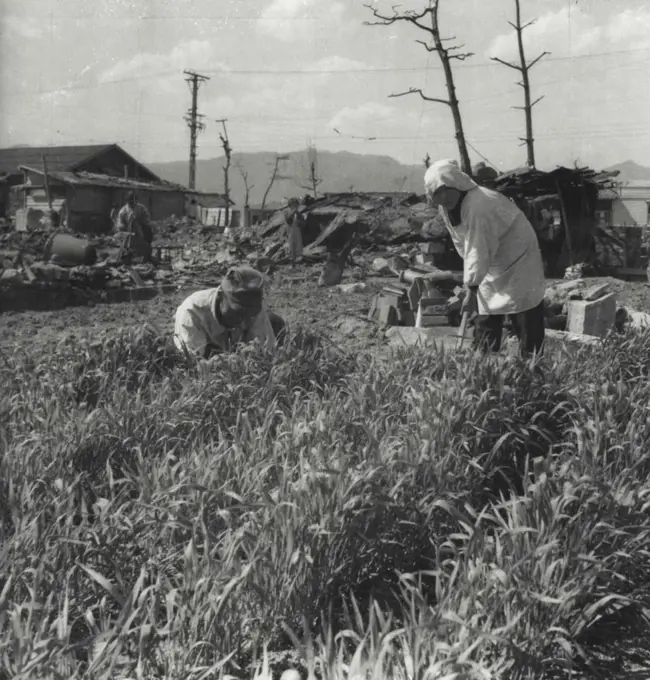 Theory That Radio-Activity from the atom bomb would "kill" soil around Hiroshima. Japan, for 50 years, is exploded here. Wheat fields, some now a foot high, are flourishing among blasted ruins. This field is near where the atom bomb burst. April 17, 1946.