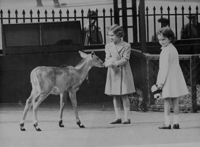 Princess Visit The London Zoo - Princess Margaret feeding a deer watched by a small friend.Princess Elizabeth and Princess Margaret Rose, daughters of the King and Queen, paid a visit to the London Zoo, where they petted and fed the animals. This was their second visit in a little over a month.It has been announced that the Princesses will go out by destroyer to meet the King and Queen on their return from Canada next Thursday. June 20, 1939.