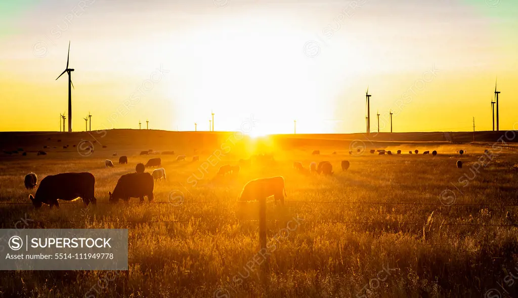 Colorado Wind Farm located on a wheat field during sunrise