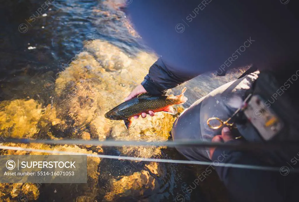 A man releases a brook trout on a river in Maine