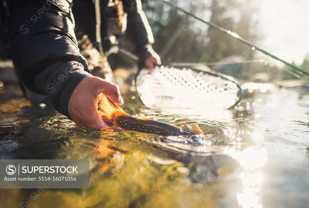 A man releases a large brook trout on a river in Maine.
