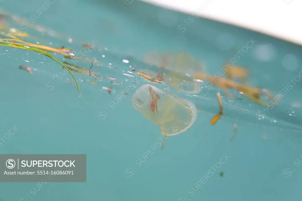 Old plastic cup littering ocean surface