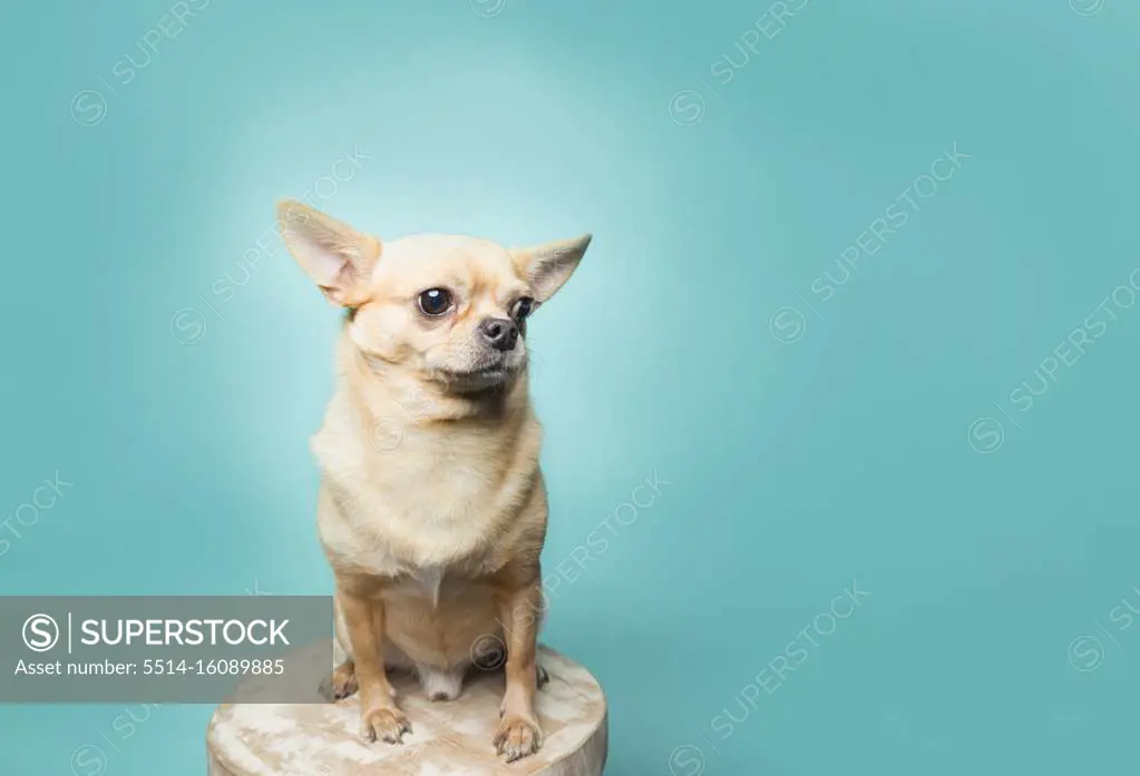 Tan chihuahua sitting on stool on aqua background, clean modern