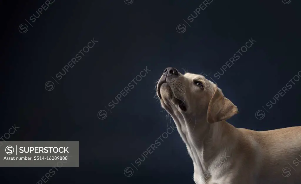 Yellow lab puppy on dark blue background looking camera left and up