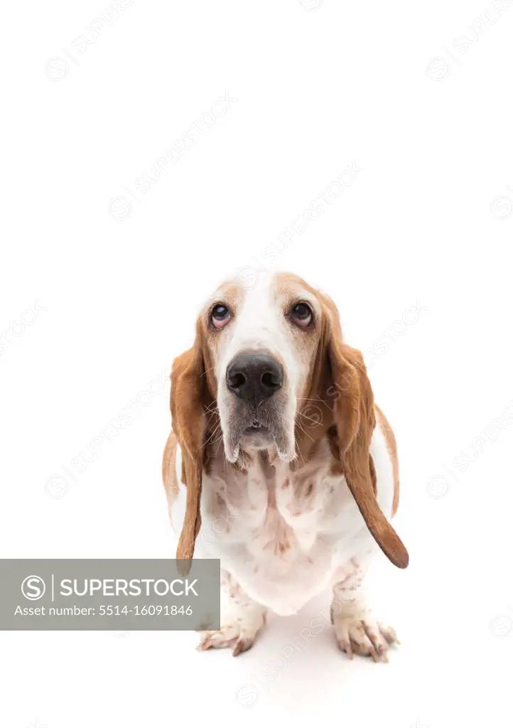 Red and white Bassett hound on stark white background looking up