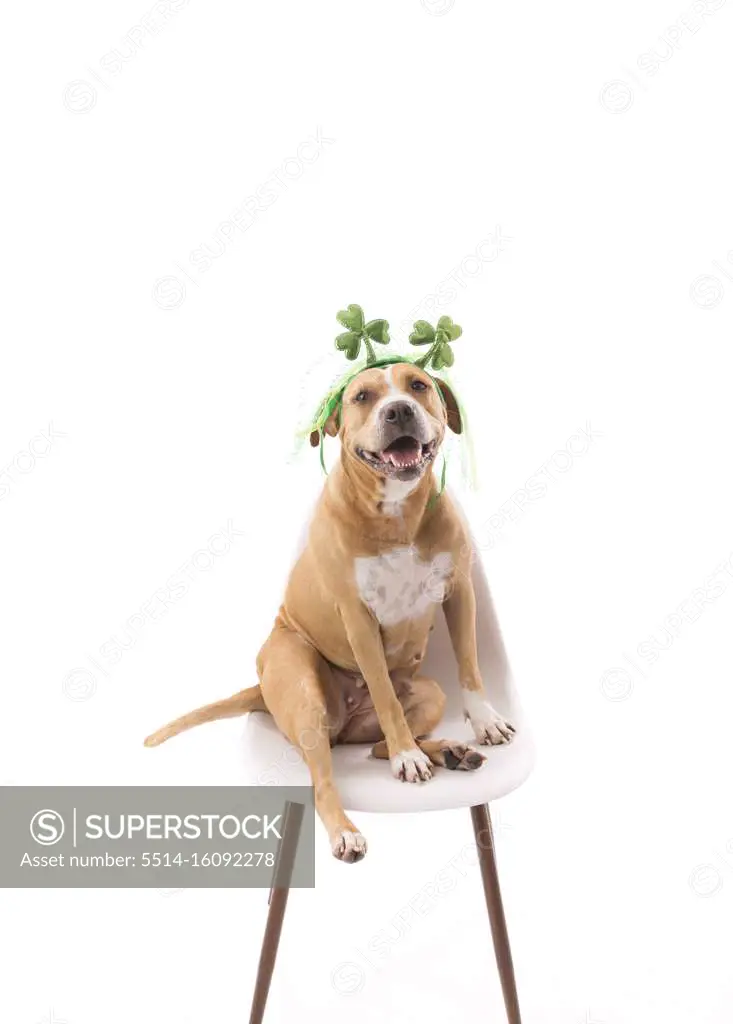 Dog wearing st. Patrick's day headband, sitting, looking into camera