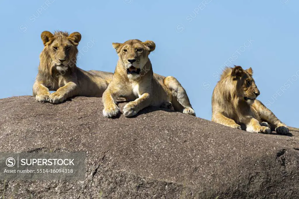 three lions rest in the sun on a rock