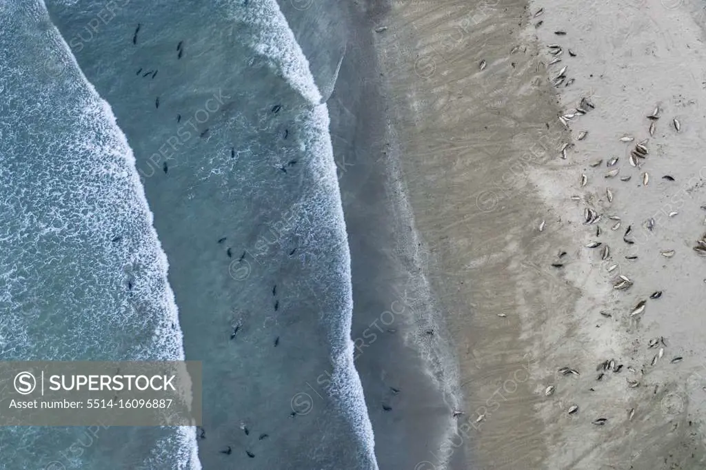Elephant Seals Swim in the Pacific Ocean off San Simeon Beach