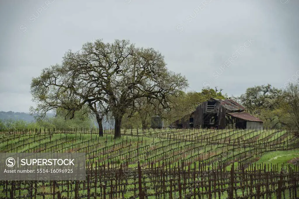 A barn and vinyard in northern California