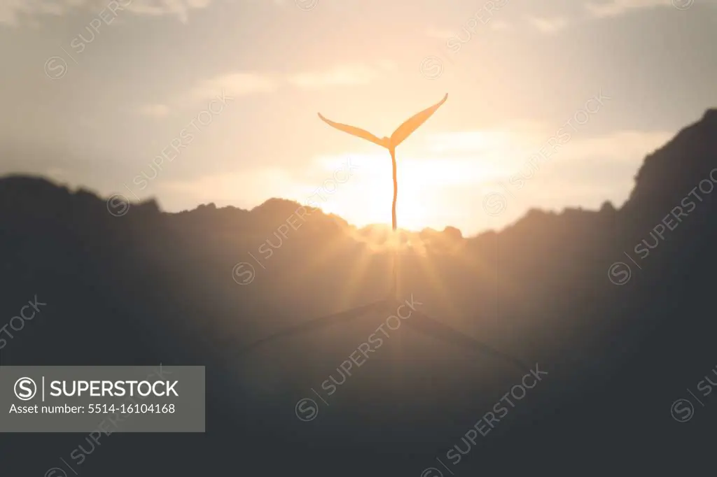 Silhouette of Young seedling Plant Growing on soil In Sun morning, Con