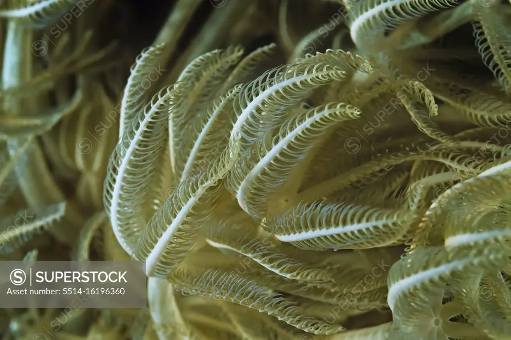 Pules coral (Anthelia sp.), a type of soft coral, Madagascar.