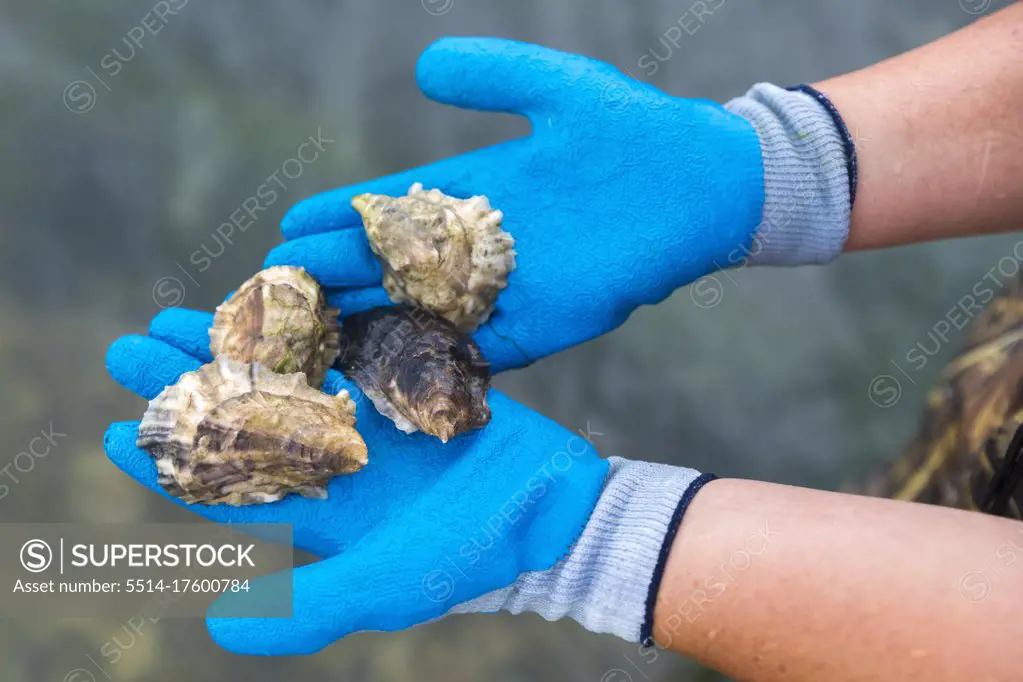 detail shot of blue gloved hands holding four oysters