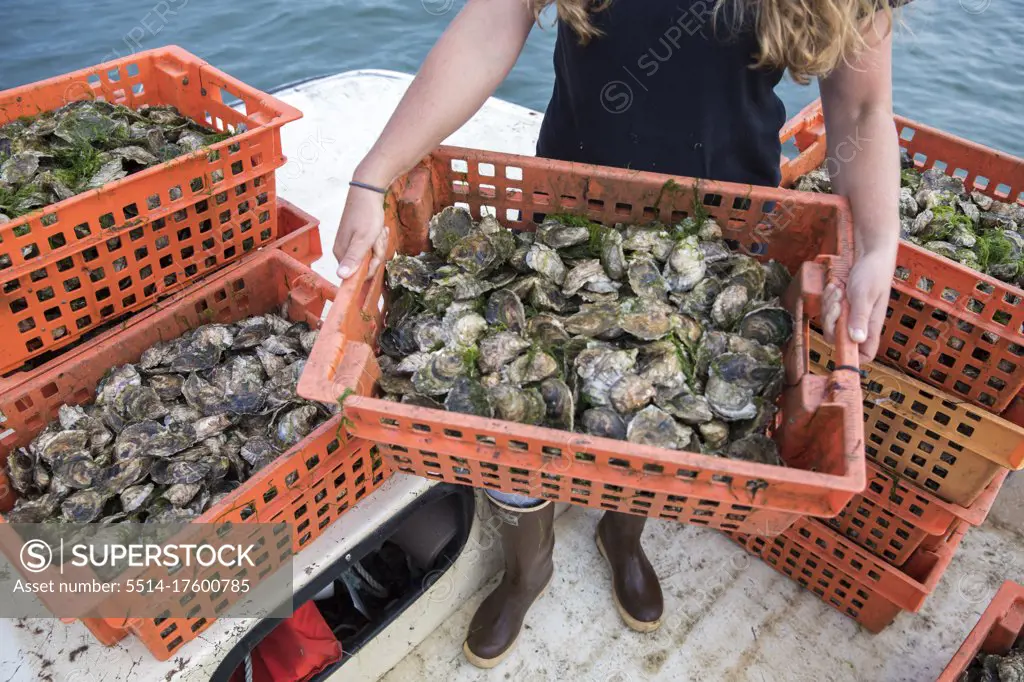 overhead detail shot of woman holding container of oysters