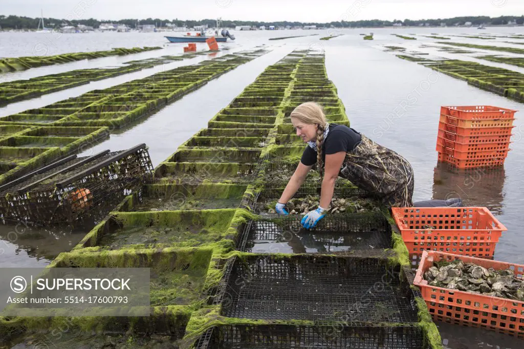 female shellfish farmer removing oysters from cages