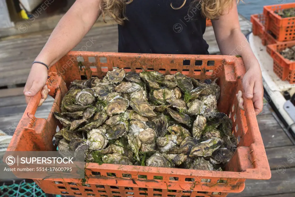 woman's hands holding crate of oysters