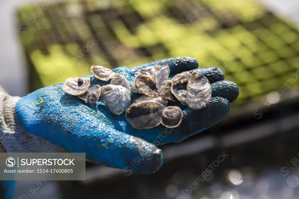 close up gloved hand holding juvenile oysters