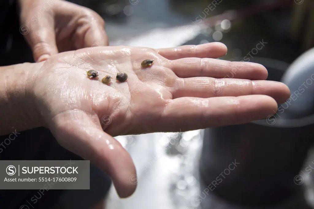 detail shot of baby clams on palm of hand