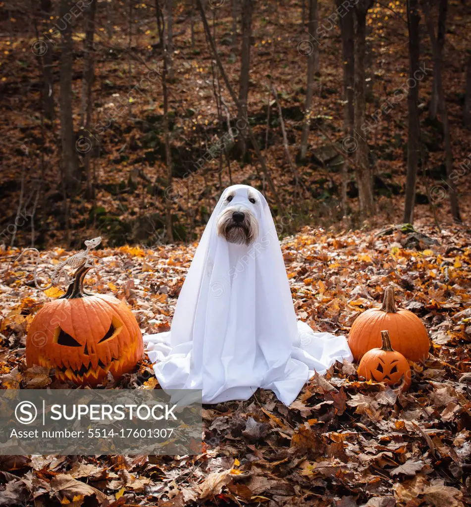 Dog wearing a ghost costume sitting between pumpkins for Halloween.