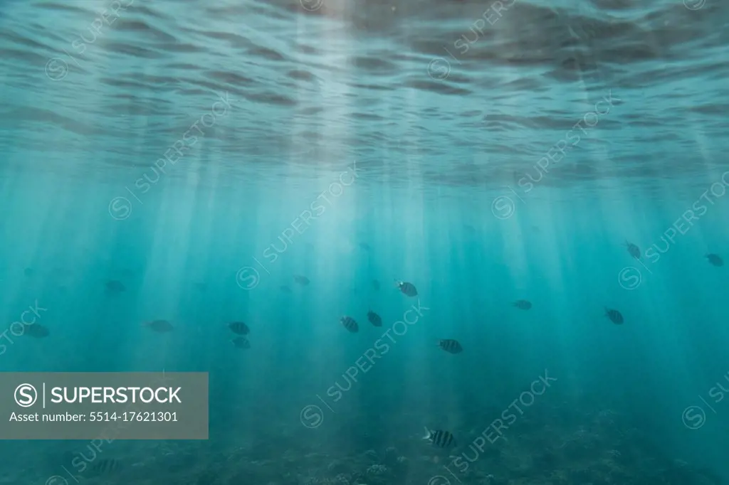 a school of fish swim through light streaks beneath ocean surface