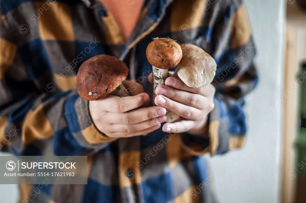 Three large forest mushrooms in children's hands.