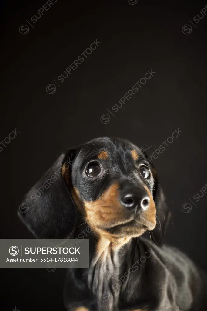 Portrait of a dachshund puppy.