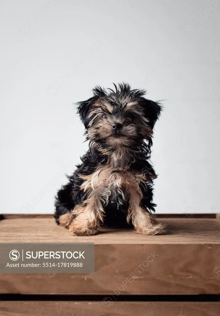 Portrait of a cute teacup morkie puppy sitting on wooden crate.