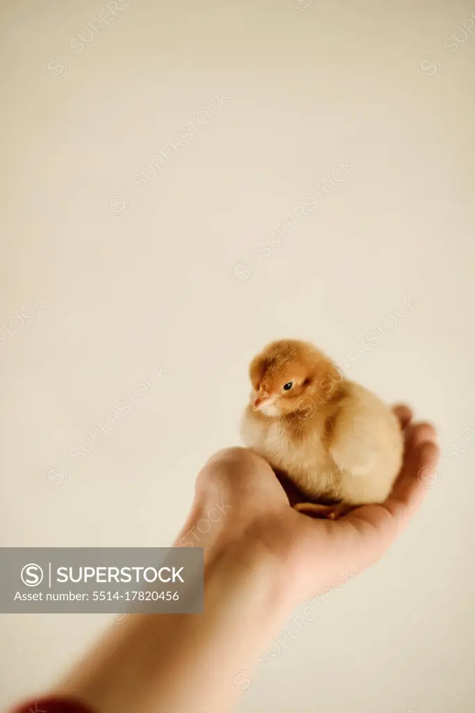 Woman holding chickens in her hands